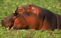 hippopotame  dans un marais de verdure